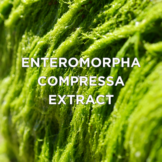 Entaromorpha OUR INGREDIENTS – Loveink - Tattoo Cosmetics