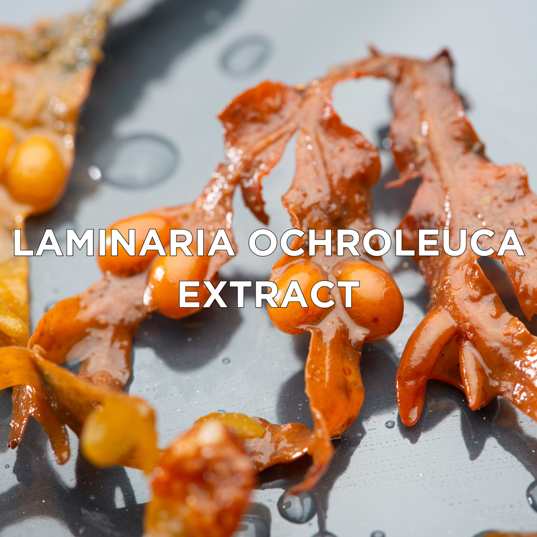 Laminaria Ochroleuca Extract