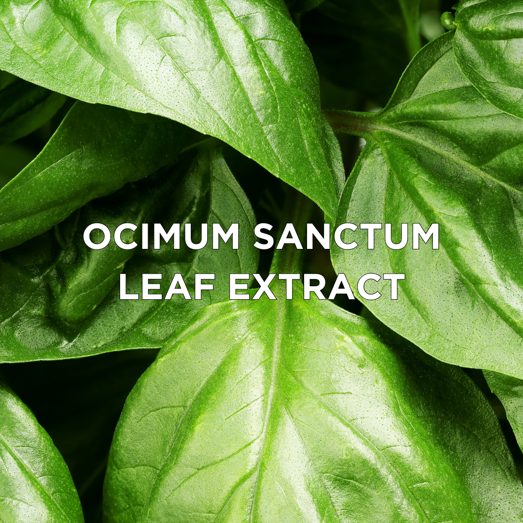 Ocimum Sanctum Leaf Extract